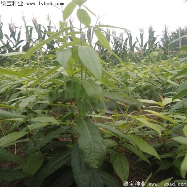 <a href='https://www.lvbad.com/linmuzhongzi/1790.html' target='_blank'>腊梅种子</a>