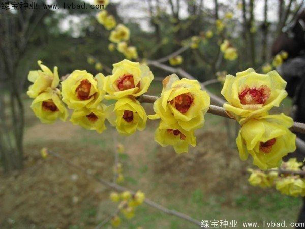 腊梅<a href='https://www.lvbad.com/' target='_blank'>种子</a>