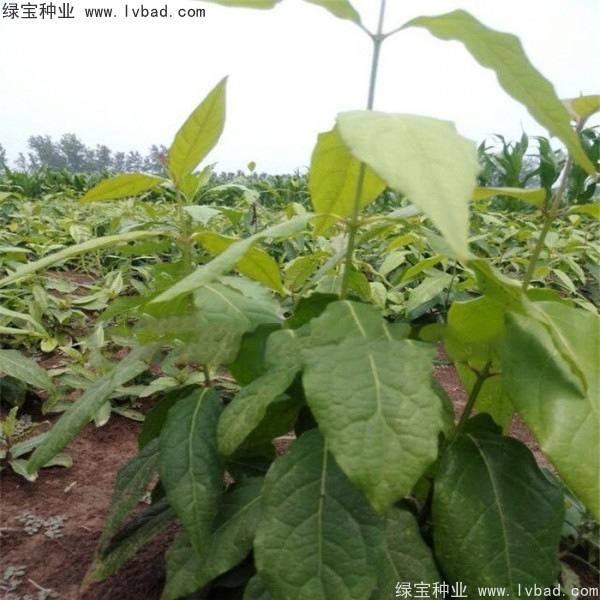 <a href='https://www.lvbad.com/linmuzhongzi/1790.html' target='_blank'>腊梅种子</a>