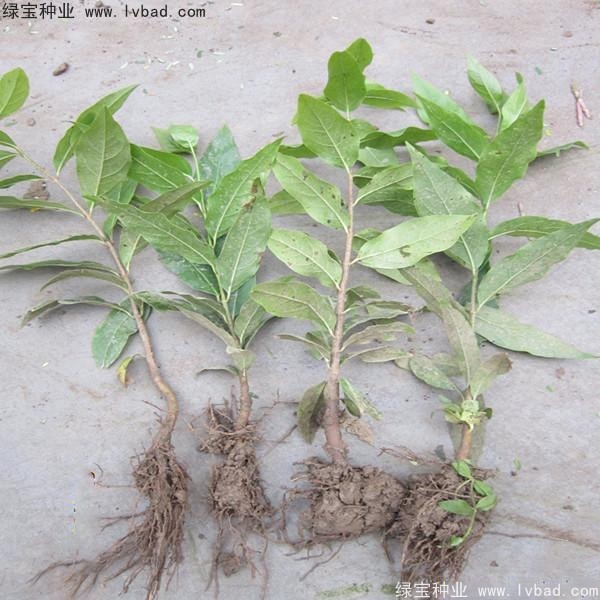 腊梅<a href='https://www.lvbad.com/' target='_blank'>种子</a>