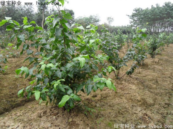 腊梅<a href='https://www.lvbad.com/' target='_blank'>种子</a>