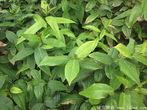 <a href='https://www.lvbad.com/linmuzhongzi/1790.html' target='_blank'>腊梅种子</a>