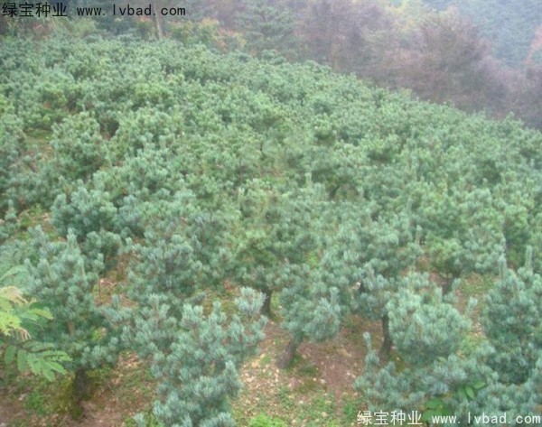 <a href='https://www.lvbad.com/linmuzhongzi/1792.html' target='_blank'>大阪松</a><a href='https://www.lvbad.com/' target='_blank'>种子</a>
