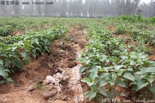 <a href='https://www.lvbad.com/linmuzhongzi/1793.html' target='_blank'>重阳木</a><a href='https://www.lvbad.com/' target='_blank'>种子</a>
