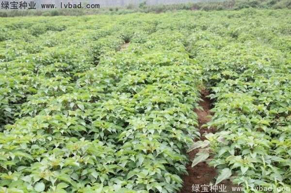 重阳木<a href='https://www.lvbad.com/' target='_blank'>种子</a>