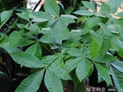 发财树种子