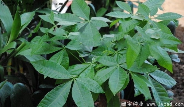 <a href='https://www.lvbad.com/linmuzhongzi/1794.html' target='_blank'>发财树种子</a>