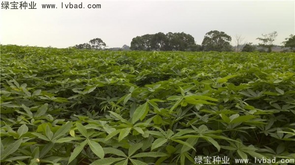 <a href='https://www.lvbad.com/linmuzhongzi/1794.html' target='_blank'>发财树</a><a href='https://www.lvbad.com/' target='_blank'>种子</a>