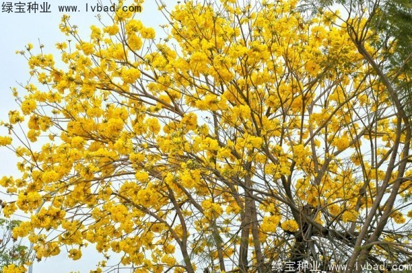 <a href='https://www.lvbad.com/linmuzhongzi/1795.html' target='_blank'>黄花风铃木</a><a href='https://www.lvbad.com/' target='_blank'>种子</a>