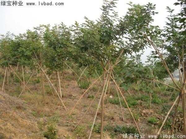 <a href='https://www.lvbad.com/linmuzhongzi/1795.html' target='_blank'>黄花风铃木种子</a>