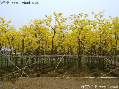 黄花风铃木种子
