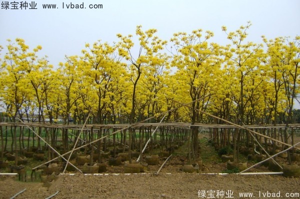 <a href='https://www.lvbad.com/linmuzhongzi/1795.html' target='_blank'>黄花风铃木种子</a>