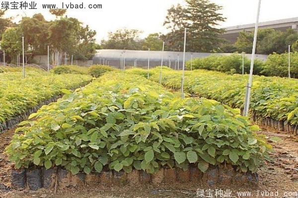 <a href='https://www.lvbad.com/linmuzhongzi/1795.html' target='_blank'>黄花风铃木</a><a href='https://www.lvbad.com/' target='_blank'>种子</a>