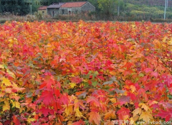 <a href='https://www.lvbad.com/linmuzhongzi/1798.html' target='_blank'>美国红枫种子</a>