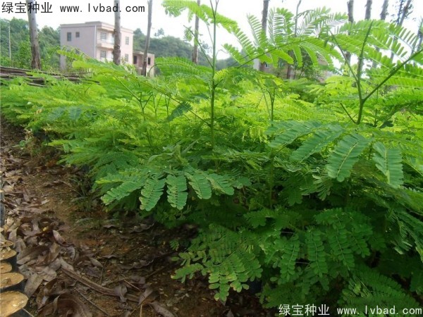 <a href='https://www.lvbad.com/linmuzhongzi/1799.html' target='_blank'>红花楹种子</a> <a href='https://www.lvbad.com/linmuzhongzi/1799.html' target='_blank'>红花楹种子</a>