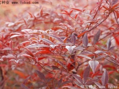 红天竹种子