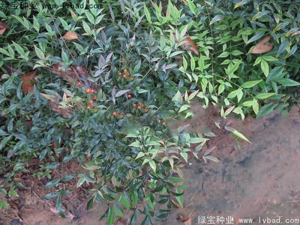 <a href='https://www.lvbad.com/linmuzhongzi/1800.html' target='_blank'>红天竹种子</a>
