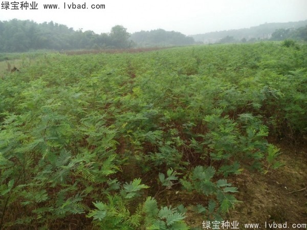 金<a href='https://www.lvbad.com/linmuzhongzi/1718.html' target='_blank'>合欢种子</a>