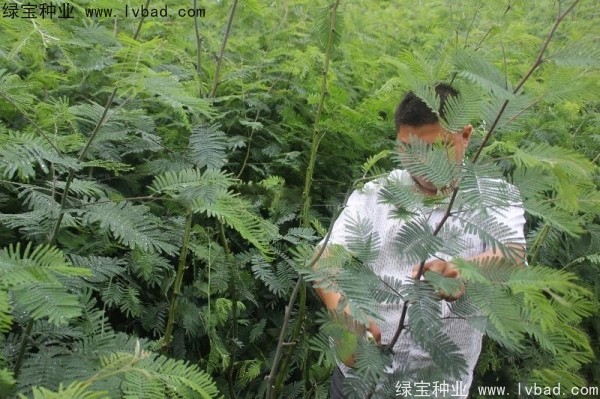 <a href='https://www.lvbad.com/linmuzhongzi/1803.html' target='_blank'>金合欢种子</a>