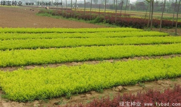 <a href='https://www.lvbad.com/linmuzhongzi/1804.html' target='_blank'>金叶女贞种子</a>