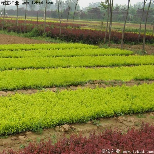 <a href='https://www.lvbad.com/linmuzhongzi/1804.html' target='_blank'>金叶女贞种子</a>