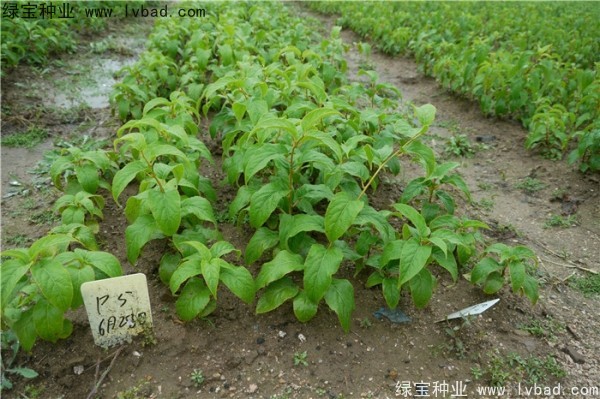 <a href='https://www.lvbad.com/linmuzhongzi/1805.html' target='_blank'>君迁子种子</a>