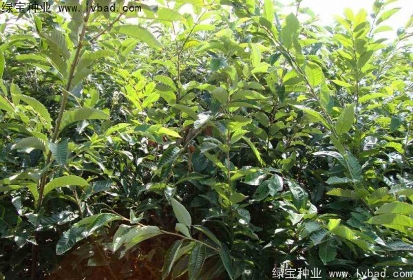 <a href='https://www.lvbad.com/linmuzhongzi/1805.html' target='_blank'>君迁子种子</a>