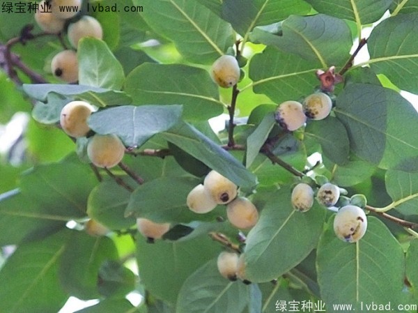 君迁子种子