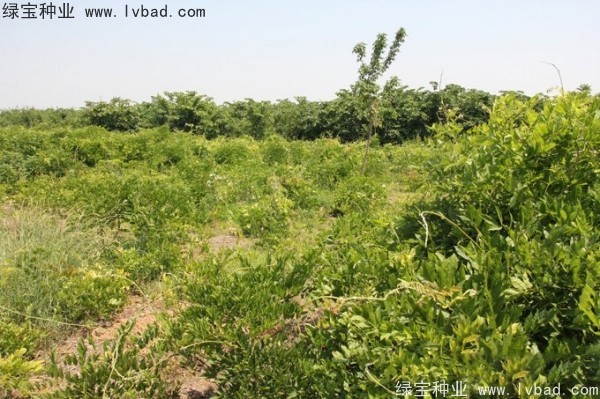 <a href='https://www.lvbad.com/linmuzhongzi/1806.html' target='_blank'>紫藤种子</a> <a href='https://www.lvbad.com/linmuzhongzi/1806.html' target='_blank'>紫藤种子</a>