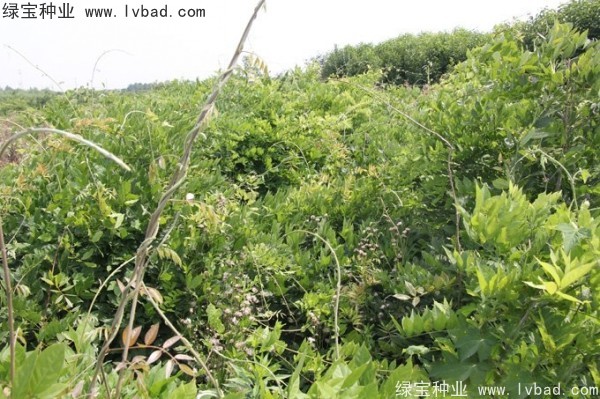 <a href='https://www.lvbad.com/linmuzhongzi/1806.html' target='_blank'>紫藤种子</a> <a href='https://www.lvbad.com/linmuzhongzi/1806.html' target='_blank'>紫藤种子</a>