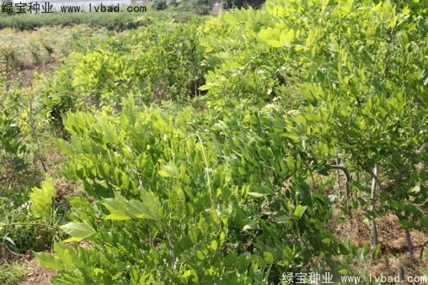 紫藤<a href='https://www.lvbad.com/' target='_blank'>种子</a> 紫藤<a href='https://www.lvbad.com/' target='_blank'>种子</a>