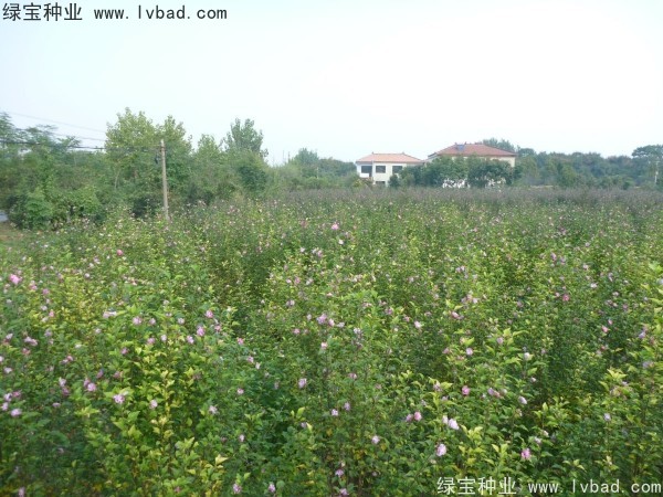 木槿<a href='https://www.lvbad.com/' target='_blank'>种子</a> 木槿<a href='https://www.lvbad.com/' target='_blank'>种子</a>