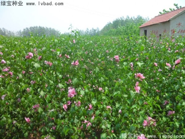 <a href='https://www.lvbad.com/linmuzhongzi/1808.html' target='_blank'>木槿种子</a> <a href='https://www.lvbad.com/linmuzhongzi/1808.html' target='_blank'>木槿种子</a>