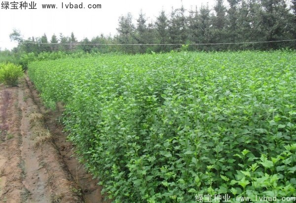 <a href='https://www.lvbad.com/linmuzhongzi/1808.html' target='_blank'>木槿</a><a href='https://www.lvbad.com/' target='_blank'>种子</a> 木槿<a href='https://www.lvbad.com/' target='_blank'>种子</a>