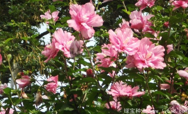 <a href='https://www.lvbad.com/linmuzhongzi/1808.html' target='_blank'>木槿种子</a> <a href='https://www.lvbad.com/linmuzhongzi/1808.html' target='_blank'>木槿</a><a href='https://www.lvbad.com/' target='_blank'>种子</a>