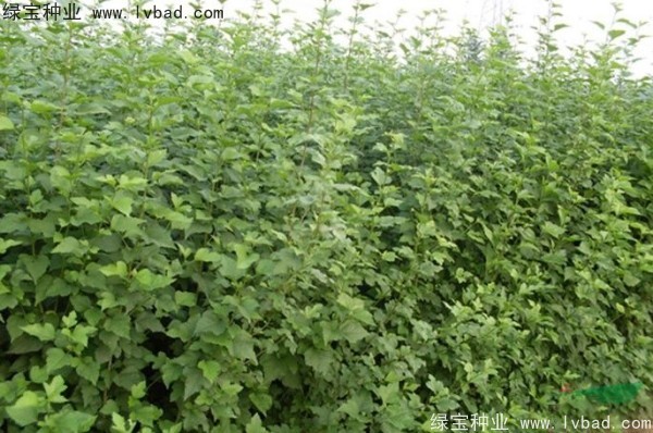 <a href='https://www.lvbad.com/linmuzhongzi/1808.html' target='_blank'>木槿种子</a> <a href='https://www.lvbad.com/linmuzhongzi/1808.html' target='_blank'>木槿种子</a>