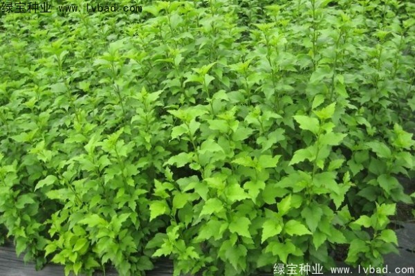 木槿种子 木槿种子