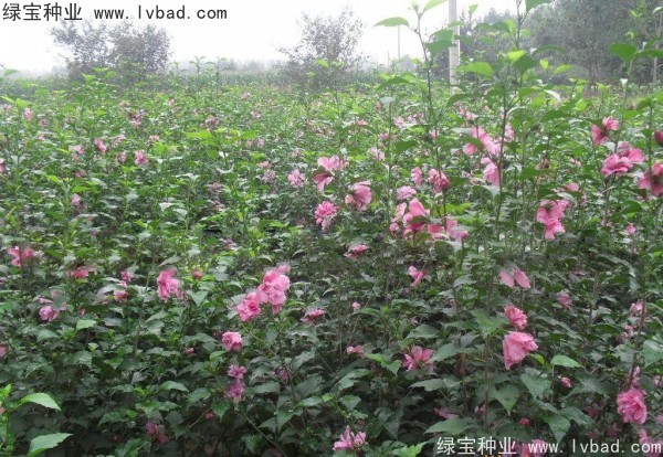 木槿种子 木槿种子