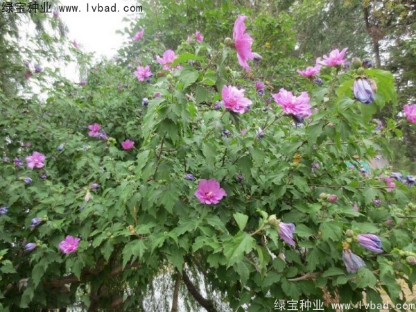 木槿种子 木槿种子