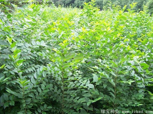 <a href='https://www.lvbad.com/linmuzhongzi/1809.html' target='_blank'>大叶朴树</a><a href='https://www.lvbad.com/' target='_blank'>种子</a> 大叶<a href='https://www.lvbad.com/linmuzhongzi/1755.html' target='_blank'>朴树</a><a href='https://www.lvbad.com/' target='_blank'>种子</a>