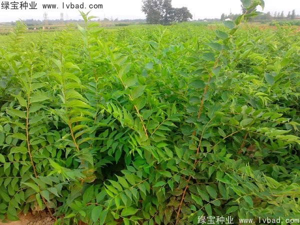 大叶<a href='https://www.lvbad.com/linmuzhongzi/1755.html' target='_blank'>朴树种子</a> 大叶<a href='https://www.lvbad.com/linmuzhongzi/1755.html' target='_blank'>朴树种子</a>