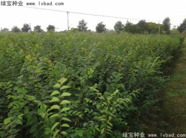 <a href='https://www.lvbad.com/linmuzhongzi/1809.html' target='_blank'>大叶朴树种子</a> <a href='https://www.lvbad.com/linmuzhongzi/1809.html' target='_blank'>大叶朴树种子</a>