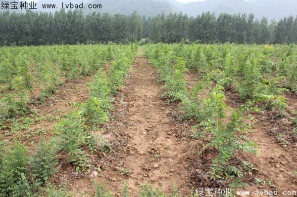 大叶<a href='https://www.lvbad.com/linmuzhongzi/1755.html' target='_blank'>朴树种子</a> <a href='https://www.lvbad.com/linmuzhongzi/1809.html' target='_blank'>大叶朴树</a><a href='https://www.lvbad.com/' target='_blank'>种子</a>