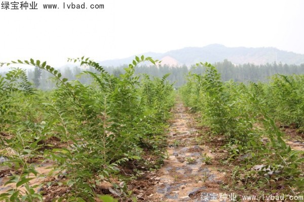 大叶<a href='https://www.lvbad.com/linmuzhongzi/1755.html' target='_blank'>朴树</a><a href='https://www.lvbad.com/' target='_blank'>种子</a> <a href='https://www.lvbad.com/linmuzhongzi/1809.html' target='_blank'>大叶朴树种子</a>