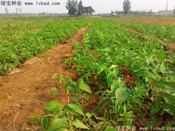 <a href='https://www.lvbad.com/linmuzhongzi/1809.html' target='_blank'>大叶朴树种子</a> 大叶<a href='https://www.lvbad.com/linmuzhongzi/1755.html' target='_blank'>朴树种子</a>