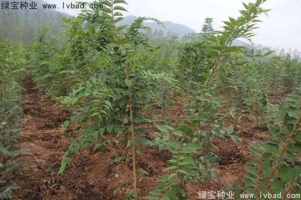大叶<a href='https://www.lvbad.com/linmuzhongzi/1755.html' target='_blank'>朴树</a>种子 <a href='https://www.lvbad.com/linmuzhongzi/1809.html' target='_blank'>大叶朴树种子</a>