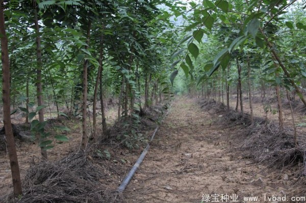 <a href='https://www.lvbad.com/linmuzhongzi/1810.html' target='_blank'>小叶朴树</a>