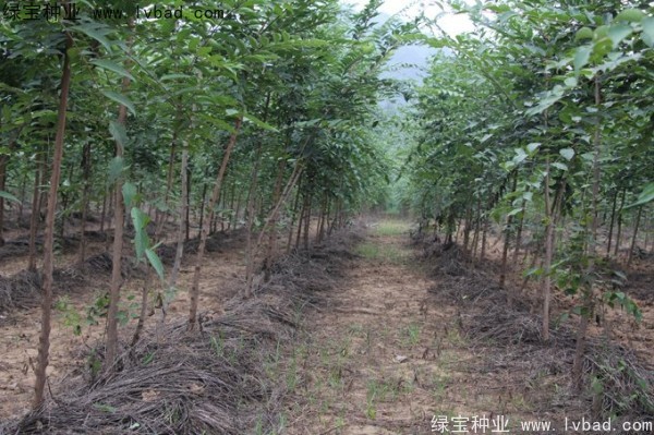 <a href='https://www.lvbad.com/linmuzhongzi/1810.html' target='_blank'>小叶朴树种子</a>