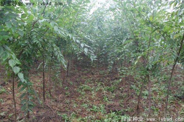 小叶<a href='https://www.lvbad.com/linmuzhongzi/1755.html' target='_blank'>朴树种子</a>