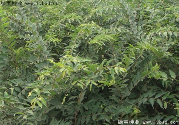 <a href='https://www.lvbad.com/linmuzhongzi/1810.html' target='_blank'>小叶朴树种子</a>
